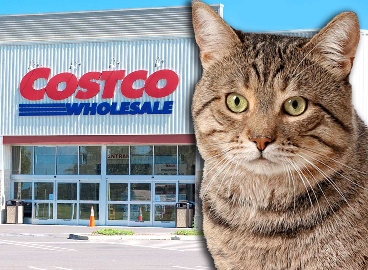Costco Cat Scratcher Warehouse