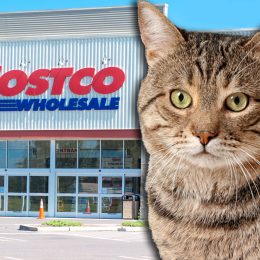 Costco Cat Scratcher Warehouse