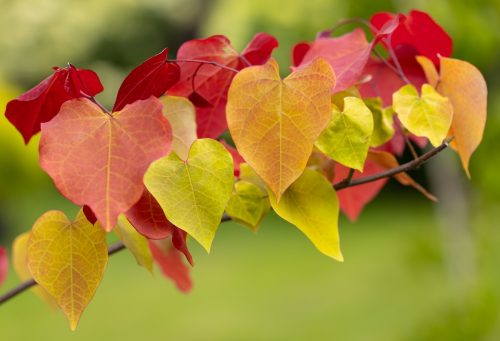 leaves turning fall colors on an eastern redbud tree