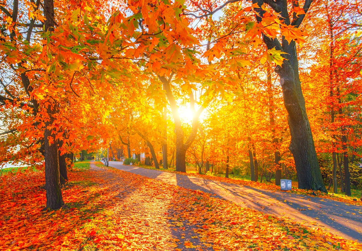 fall foliage trees at sunrise