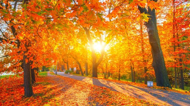 fall foliage trees at sunrise