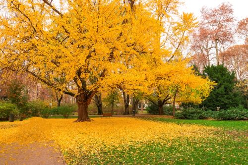 Ginkgo Biloba tree with yellow leaves in the fall
