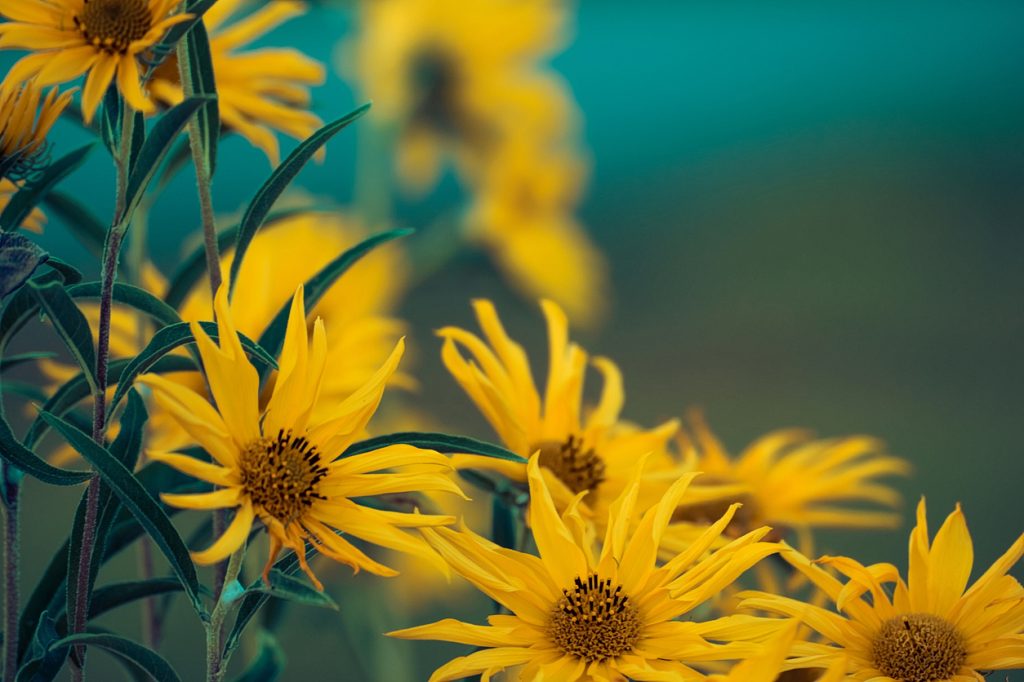 A close up of Maximilian Sunflowers