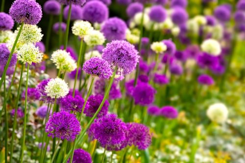 purple Millennium allium
