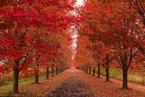 a path lined with red maple trees in the fall