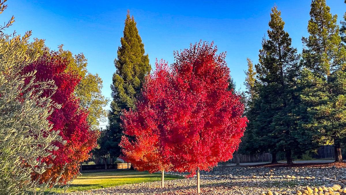 red maple trees in fall