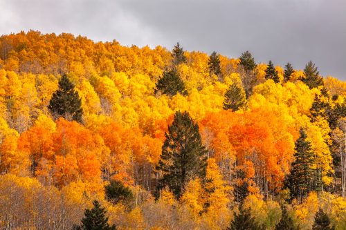 fall foliage aspen trees in Santa Fe, New Mexico
