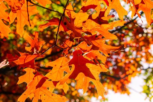 fall colors on the leaves of a Shumard oak tree