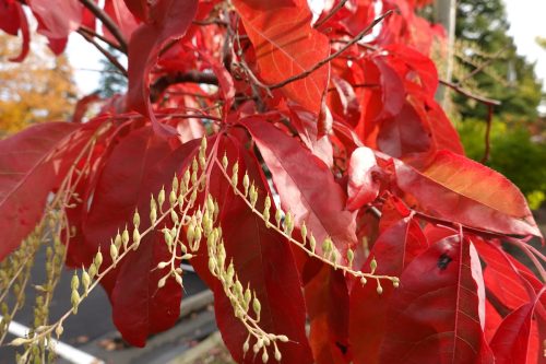 closeup of the leaves turning red on a sourwood tree