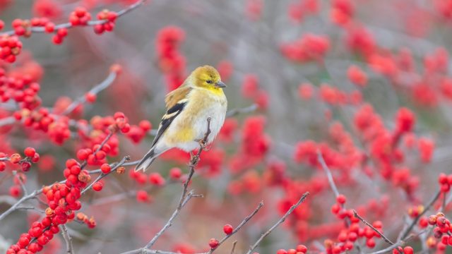 A Goldfinch sitting on a winterberry holly bush branch.