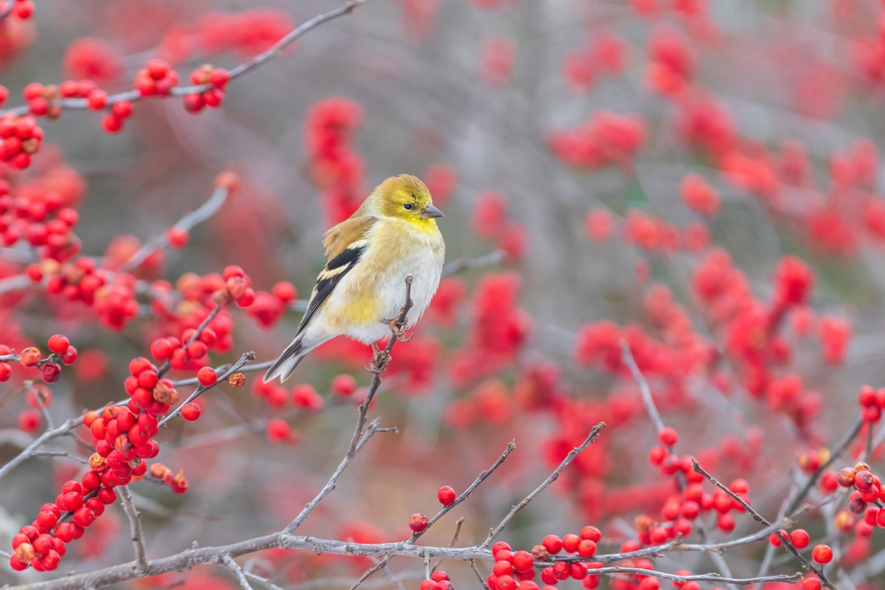 A Goldfinch sitting on a winterberry holly bush branch.