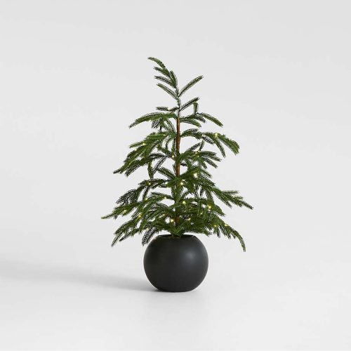 potted tree