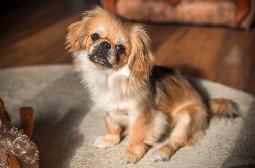 Tibetan Spaniel dog