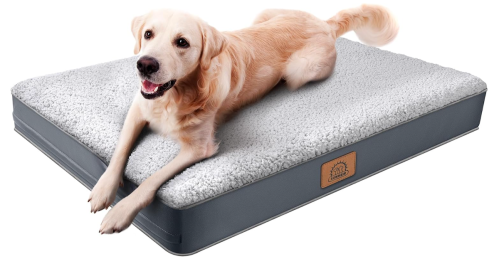 dog on a dog bed