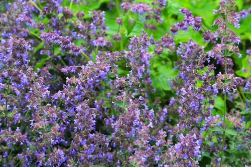 purple catmint plant