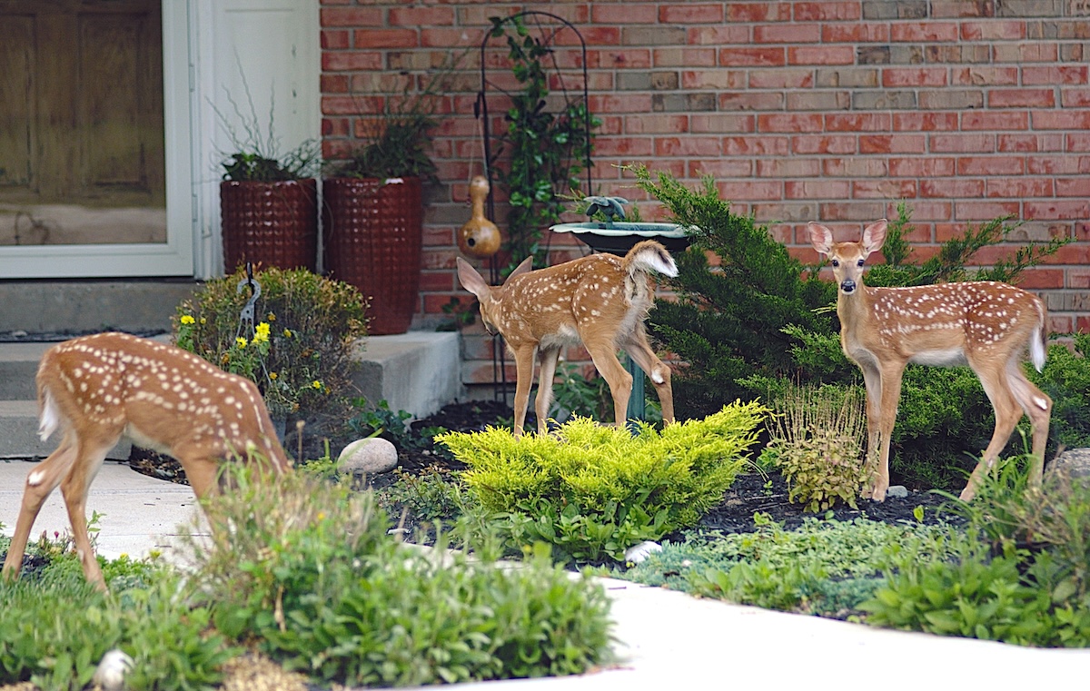 deer on front lawn