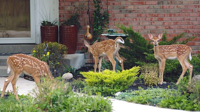 deer on front lawn