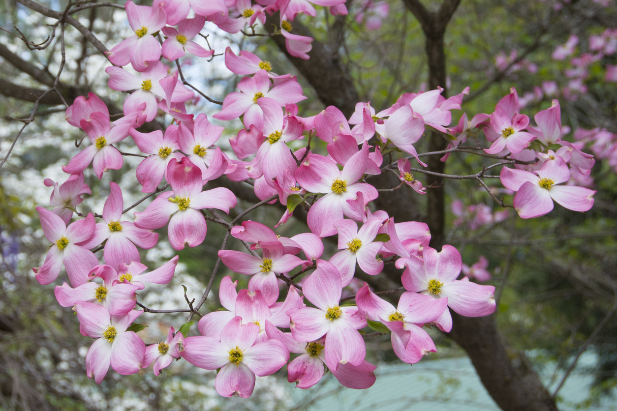 A flowering dogwood tree (Cornus florida)