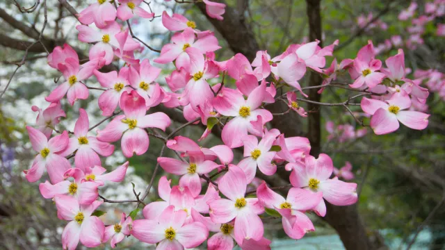 A flowering dogwood tree (Cornus florida)
