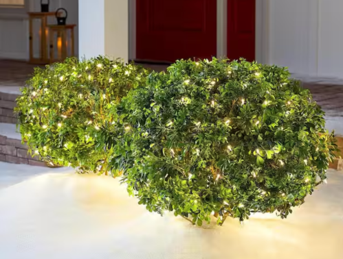 bushes with lights