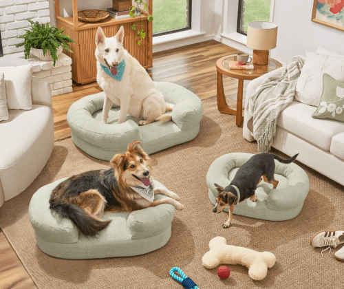 dogs sitting in dog beds in living room