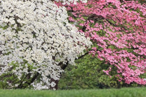 white and pink flowering dogwood trees