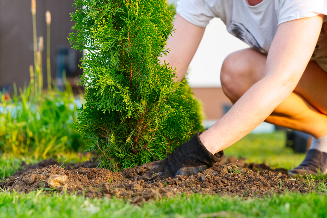 A close up of a person planting a thuja tree/bush