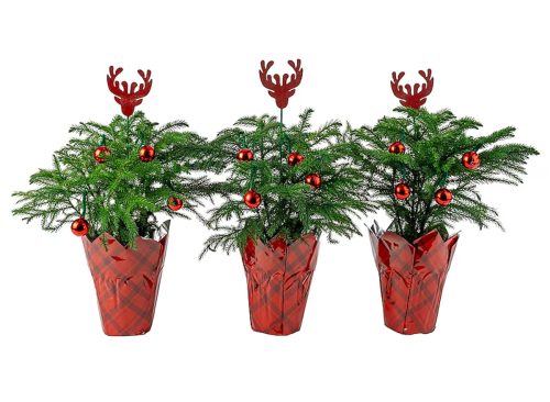 Costa Farms 14 -oz Fresh Christmas Potted Norfolk Island Pine 3 -Pack