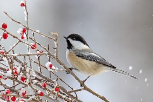 Black-capped Chickadee on winter berries