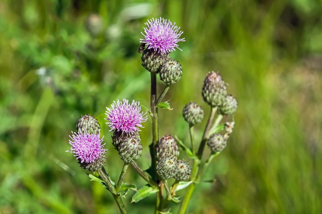 Canada Thistle in a field