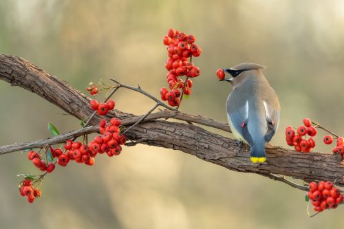 Cedar Waxwing bird eating red berries