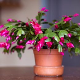 A Christmas cactus in a pot