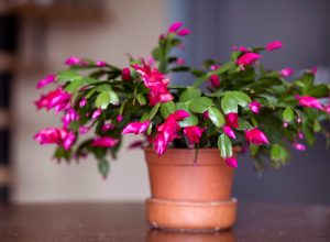 A Christmas cactus in a pot