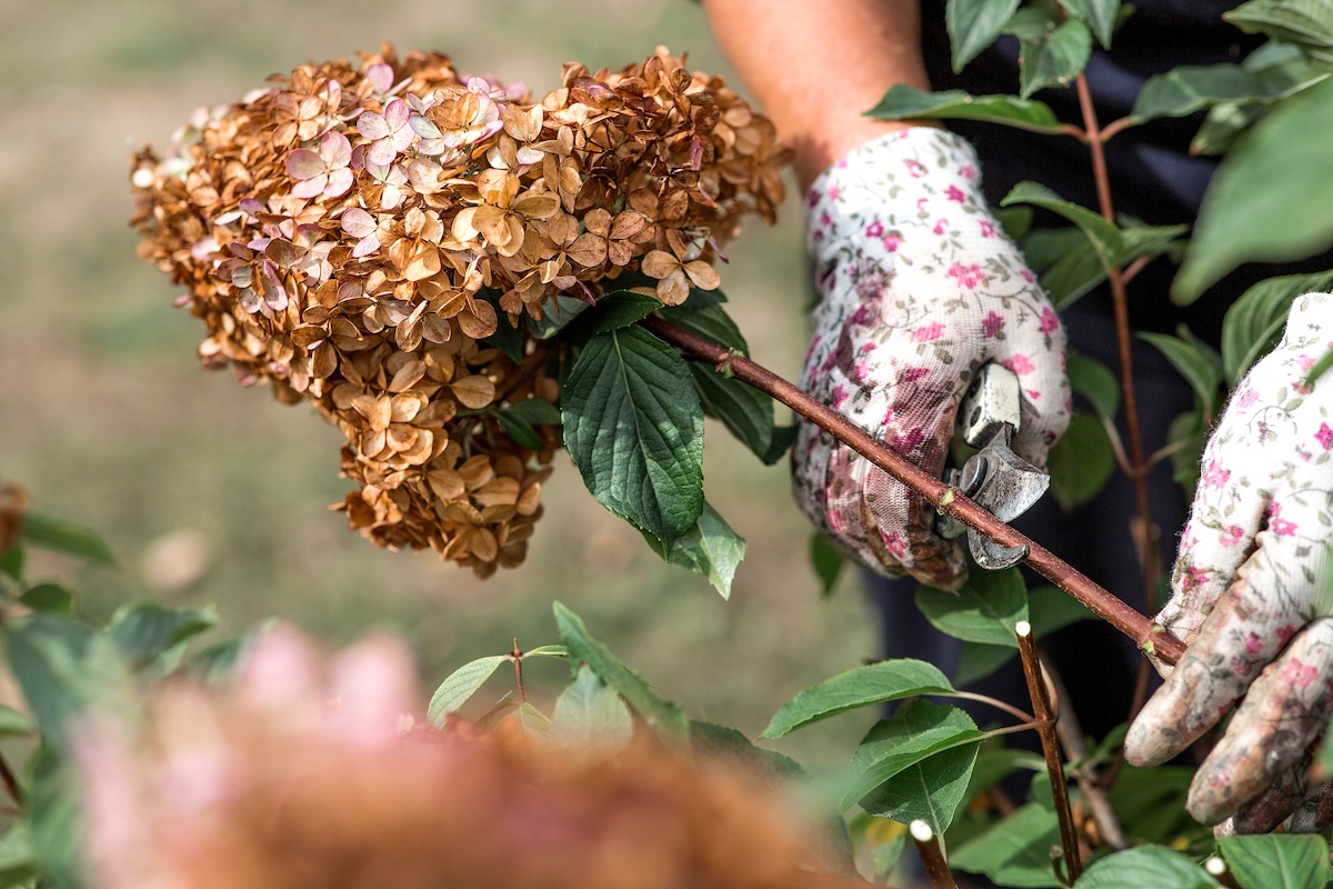 closeup of someone wearing floral gardening gloves pruning a hydrangea