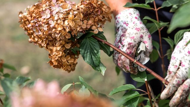closeup of someone wearing floral gardening gloves pruning a hydrangea