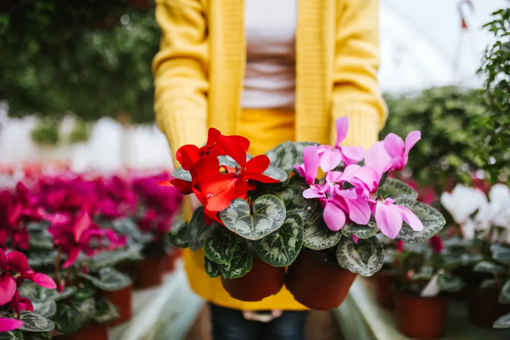 A woman holding cyclamen periscum plants