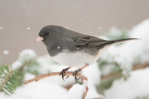 Darke-eyed Junco bird sitting on a branch with snow falling.