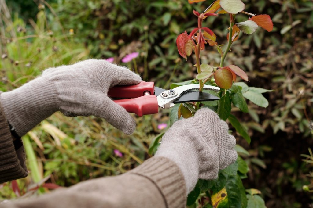 gloved hands pruning a rose bush