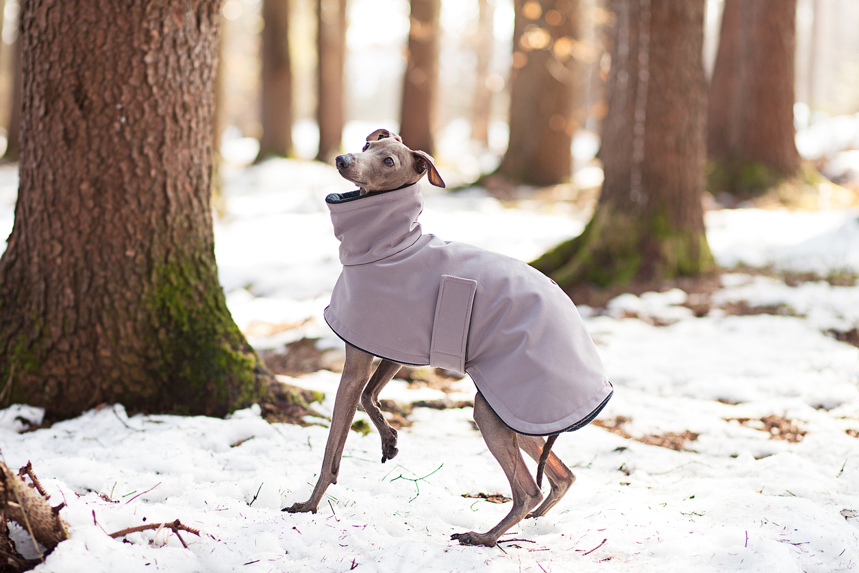 A Greyhound dressed in a jacket standing in a snowy forest