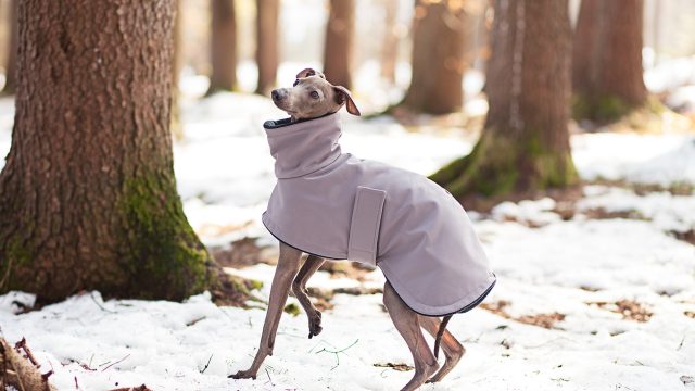 A Greyhound dressed in a jacket standing in a snowy forest