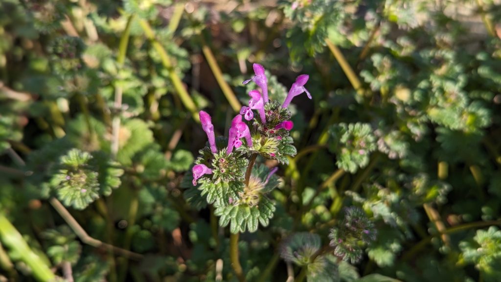 Henbit deadnettle flowers