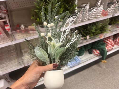holiday plant