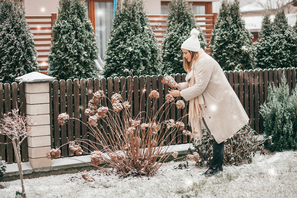 A woman picking hydrangeas from a garden in the snow