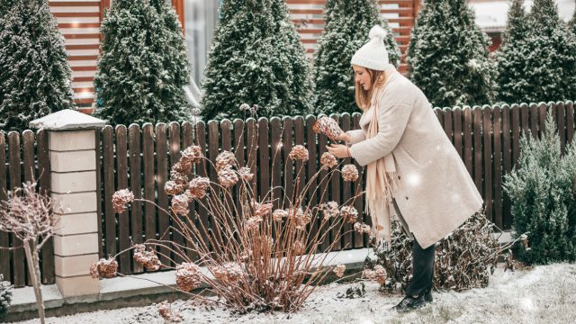 A woman picking hydrangeas from a garden in the snow
