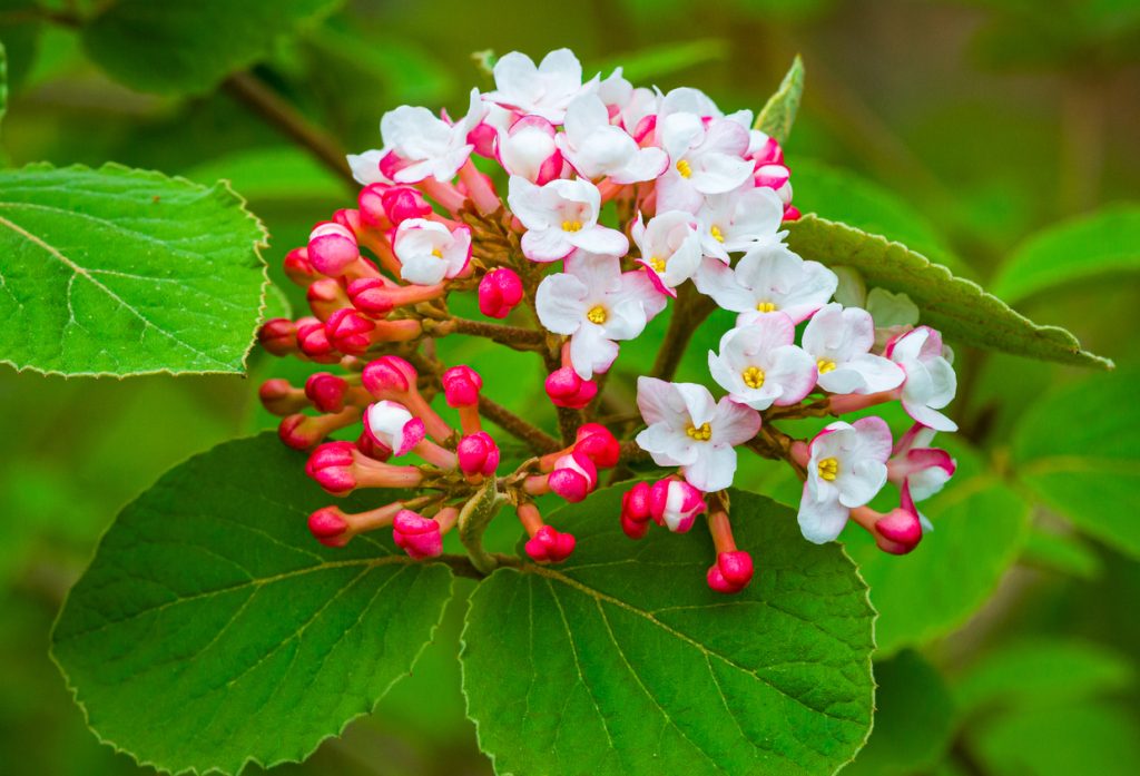 A Korean Spice Viburnum