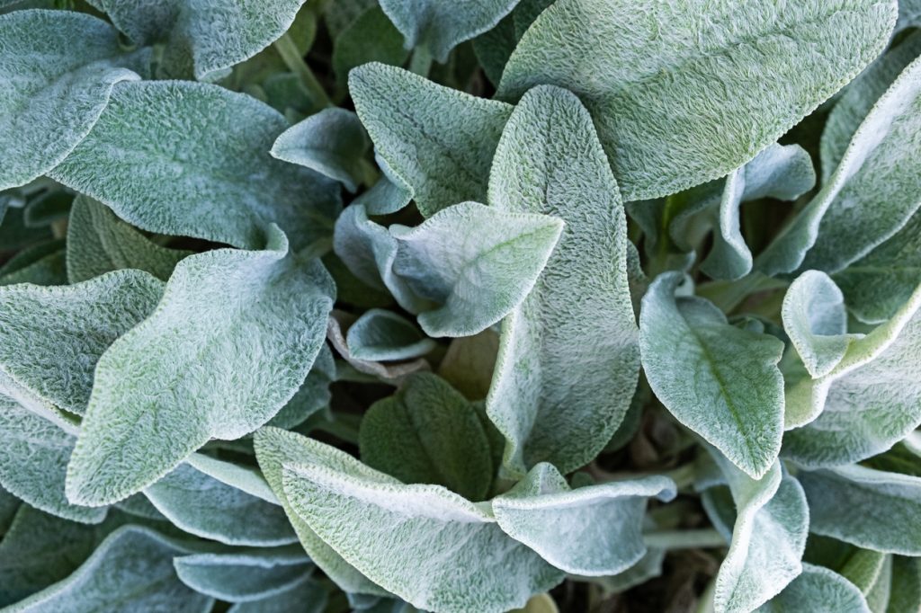 Lamb's Ear plant (Stachys byzantina)