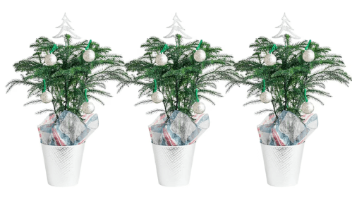 christmas potted plants