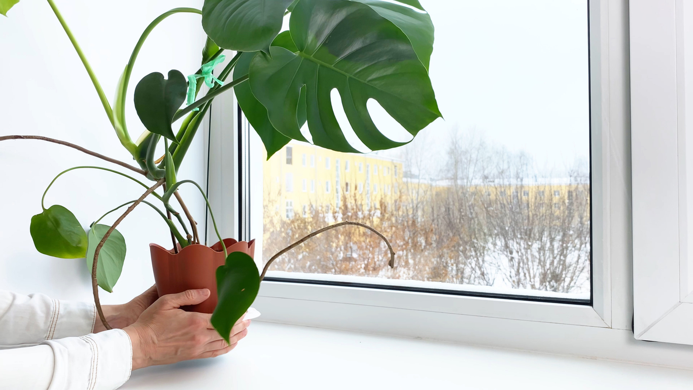 A person putting a monstera plant on a windowsill