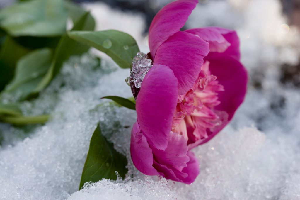 A peony flower in the snow