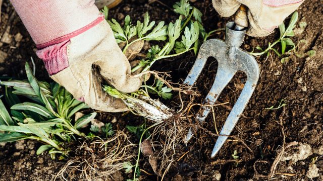 A close up of a person weeding in a garden